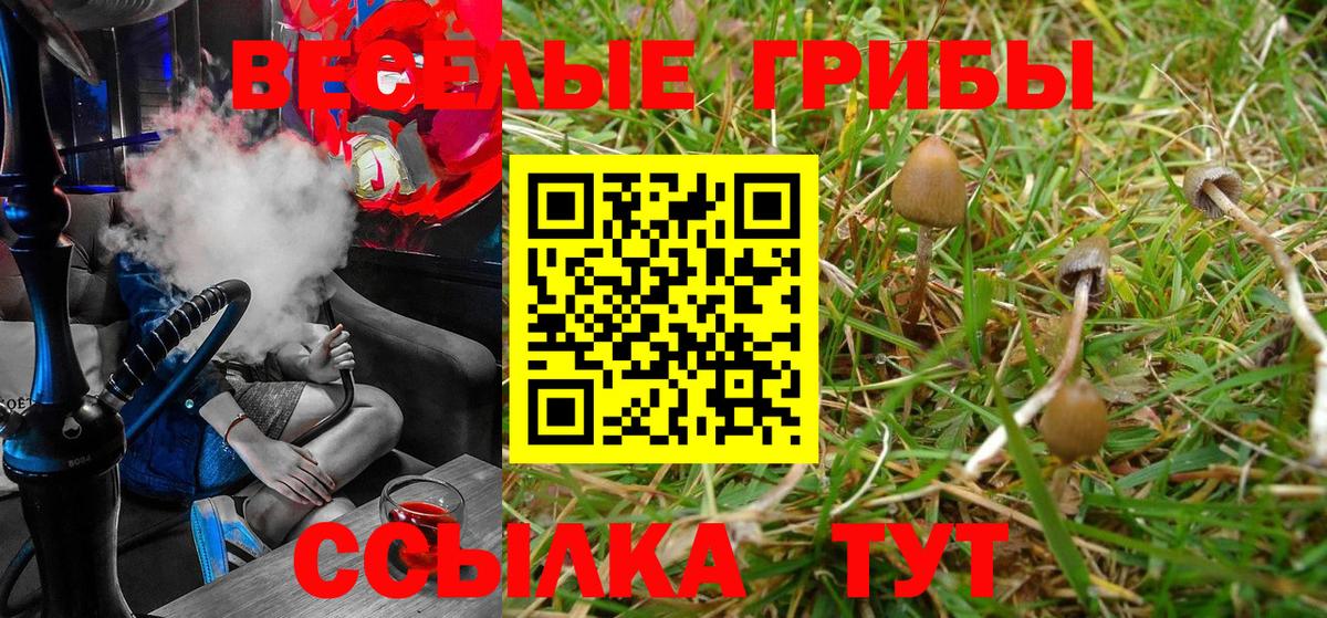 Псилоцибиновые грибы Psilocybe Видное